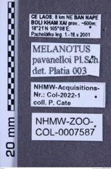 Etiketten zu Melanotus pavanelloi (NHMW-ZOO-COL-0007587)